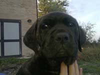 cane corso brindle puppy